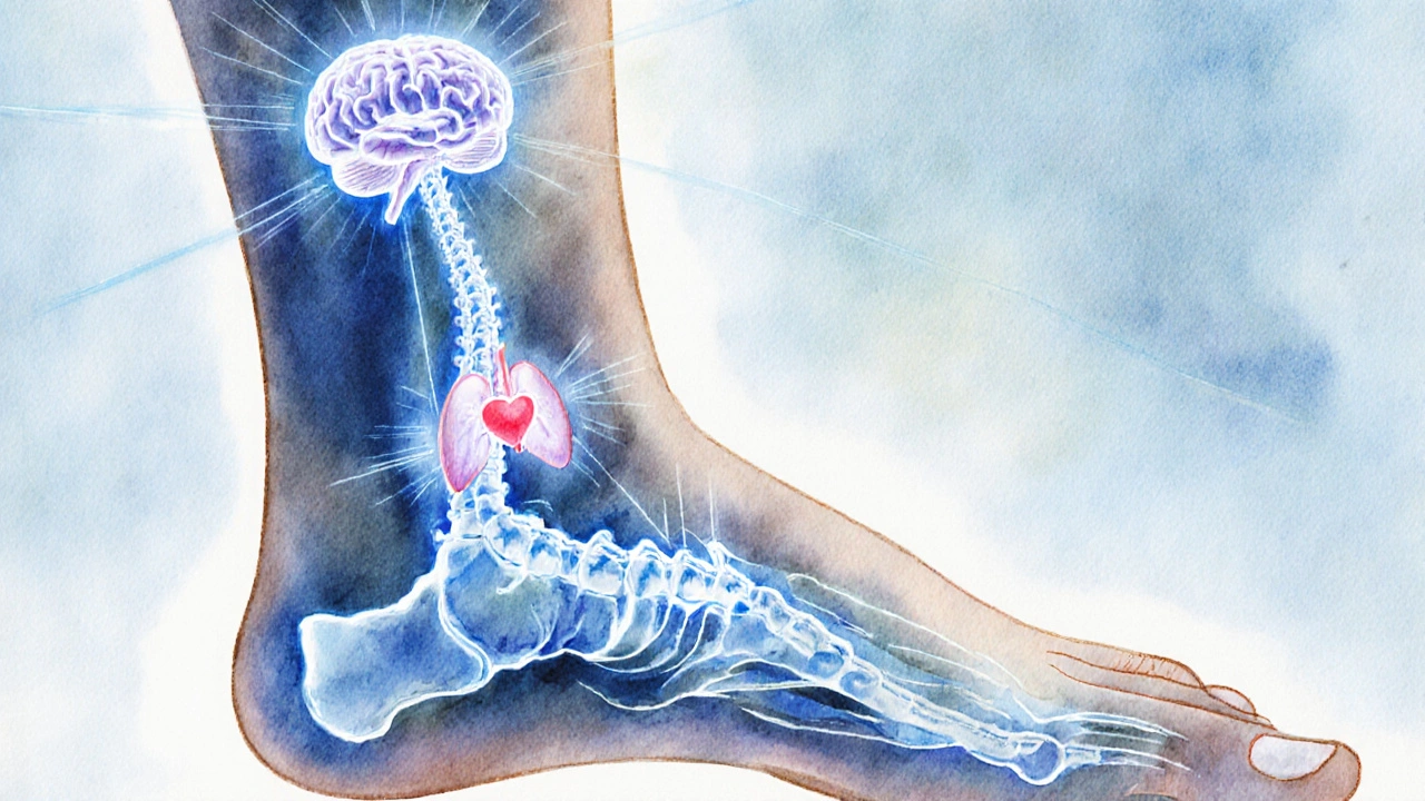 Pied humain stylisé comme une carte du corps avec des zones correspondant au cerveau, au cœur et à la colonne vertébrale.